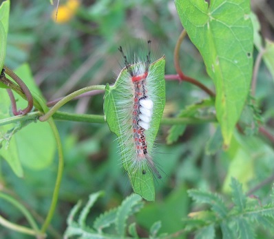 Bruco di Orgyia antiqua, Erebidae Lymantriinae